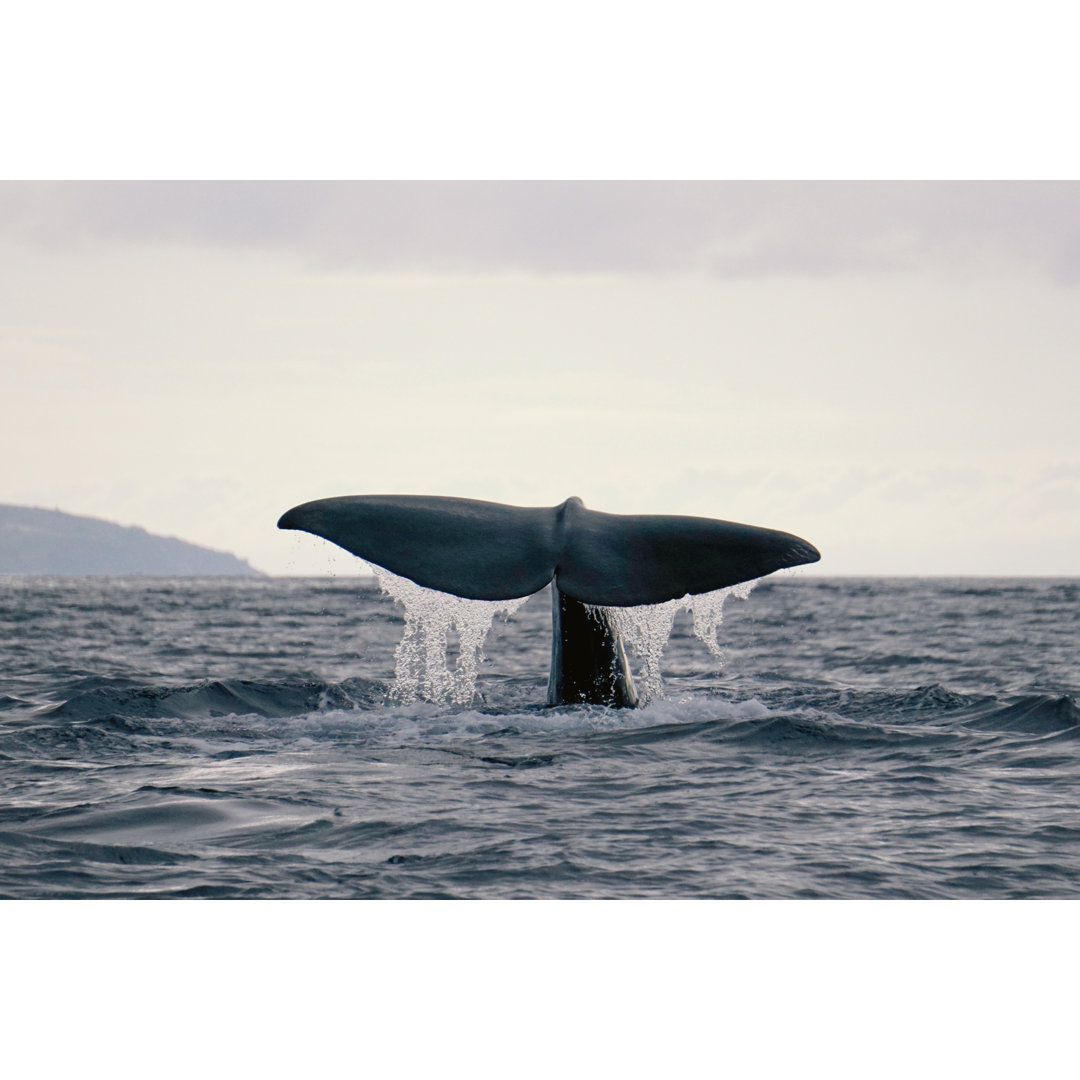 Tail Fluke Of Diving Whale - Wrapped Canvas Print