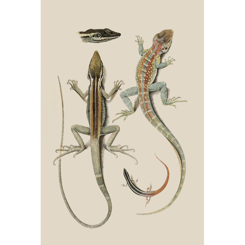 Antique Lizards II - Painting, 30cm H x 20cm W, Wrapped Canvas