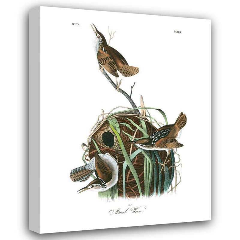 Alcott Hill® Audubon, John James Gallery, art sur toile tendue: Marsh Wren, H 24 po x l 19 po