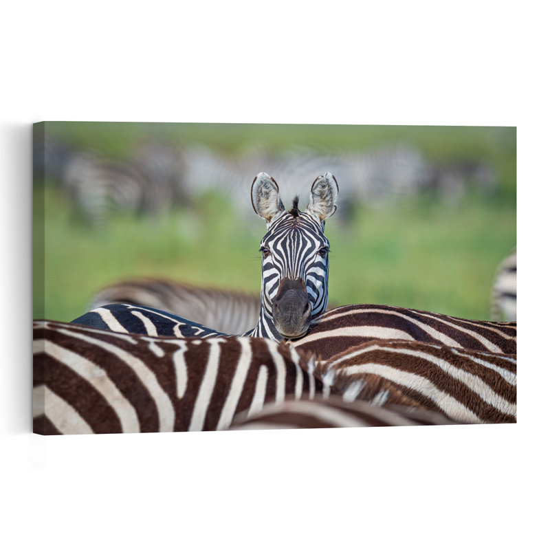 Curious Zebra Peek Contemporary Zebra Wall Art Print by Jeffrey C. Sink - 1 Piece Wrapped Canvas Wall Art