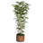 Panama 77" Bamboo Tree in Planter-1771522190