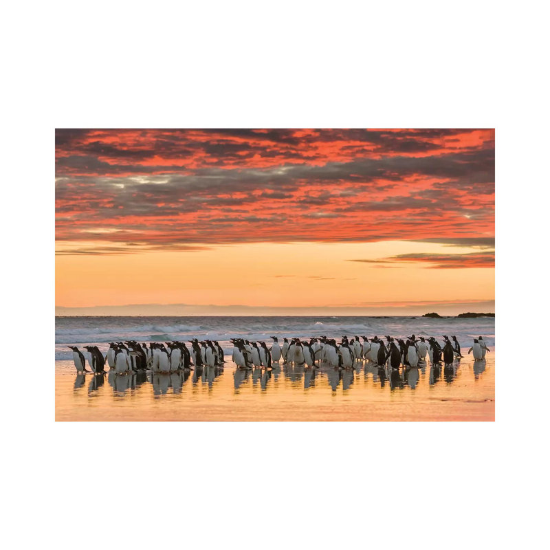 Gentoo Penguin On The Sandy Beach Of Volunteer Point, Falkland Islands by Martin Zwick - Wrapped Canvas Gallery-Wrapped Canvas Giclée