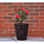 Pot Planter-326411638-326411624