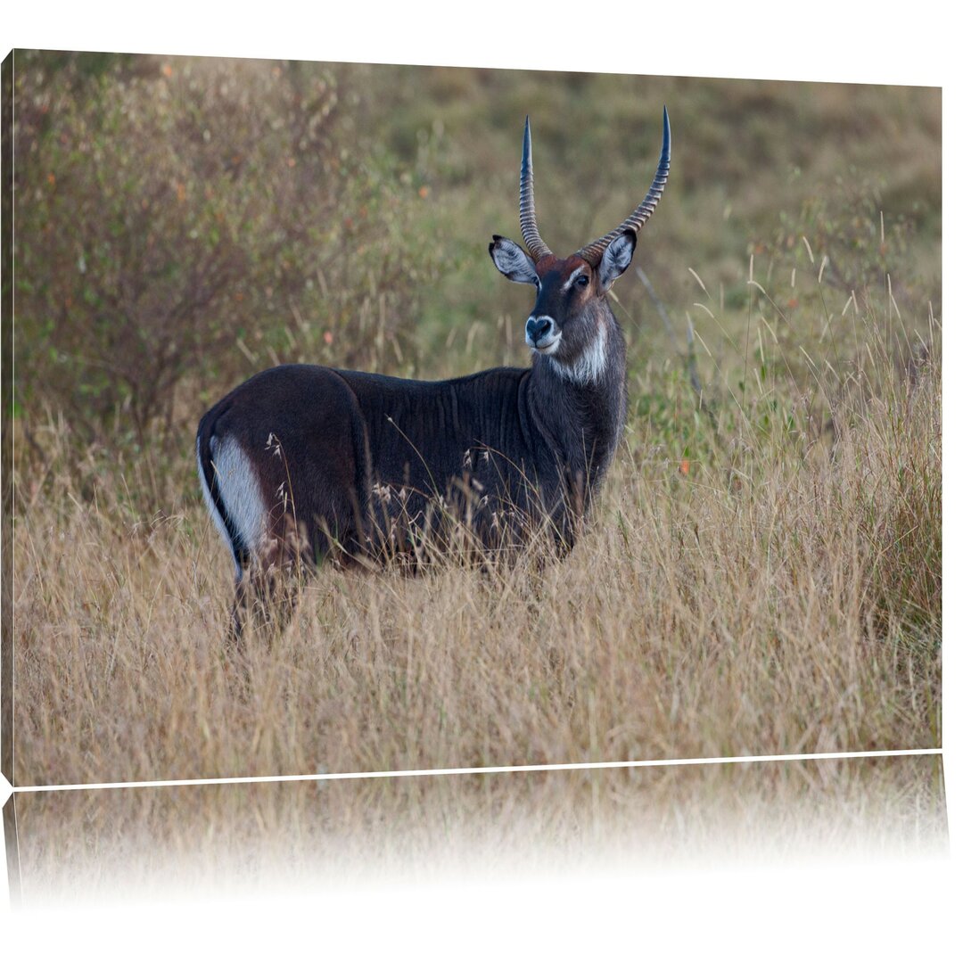 Leinwandbild Ausgewachsene Dorkasgazelle