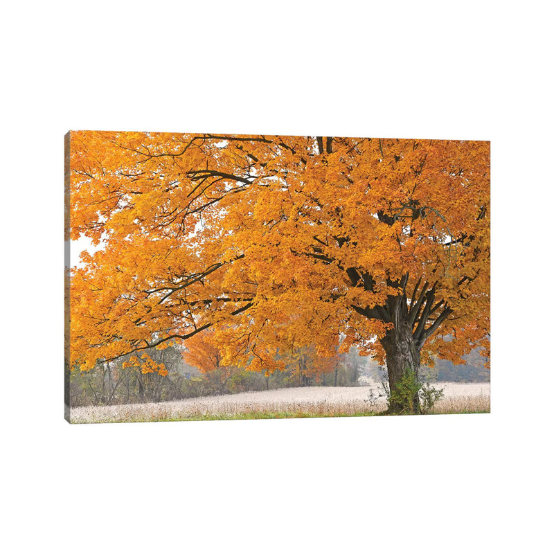Morning Maple by Brian Wolf - Wrapped Canvas Gallery-Wrapped Canvas Giclée, 30.48 cm H x 45.72 cm W