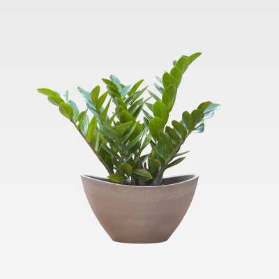 Pot à fleurs en plastique / pierre