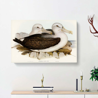 Two Albatross Birds by Elizabeth Gould - Wrapped Canvas