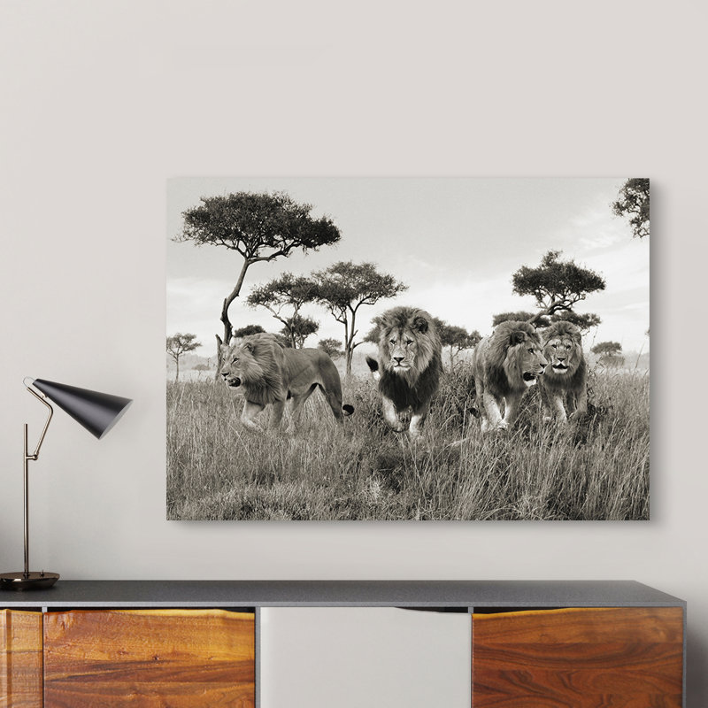 Brothers, Lions, Masai Mara, Kenya - Wrapped Canvas Print, 70cm H x 100cm W x 4cm D