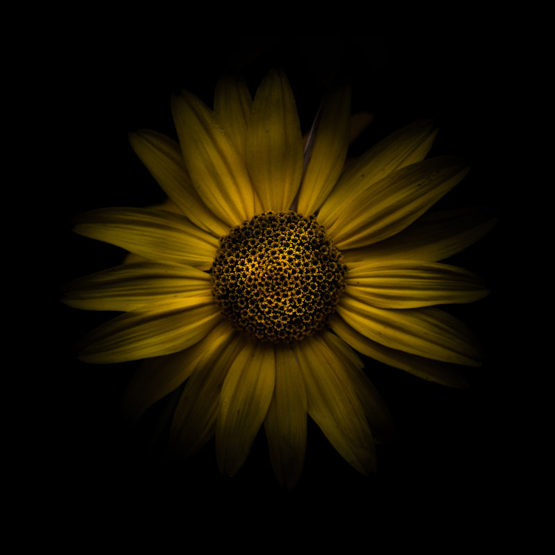 Yellow Daisy I by Brian Carson - Wrapped Canvas Print, 51cm H x 51cm W