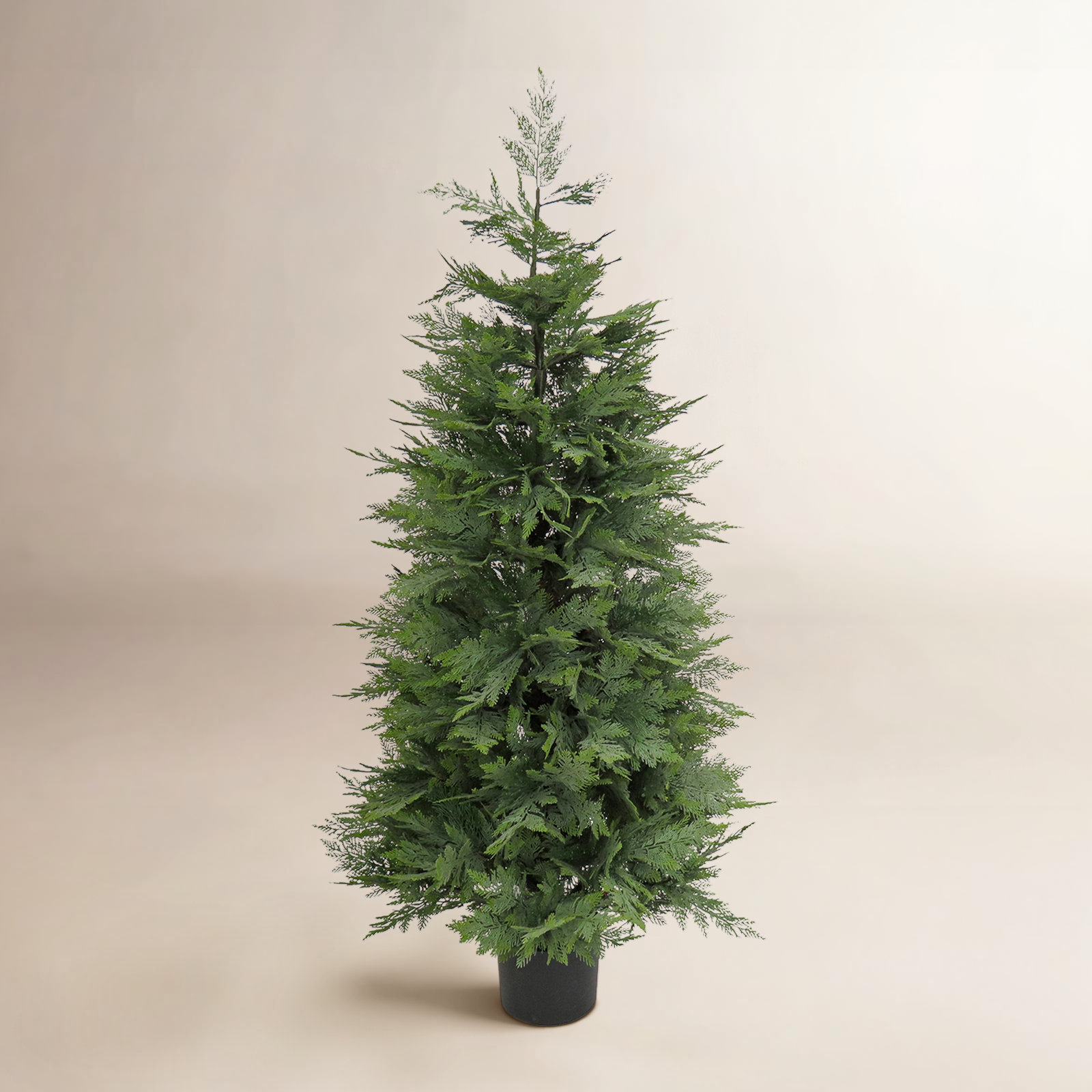 60" Cypress Tree in Pot