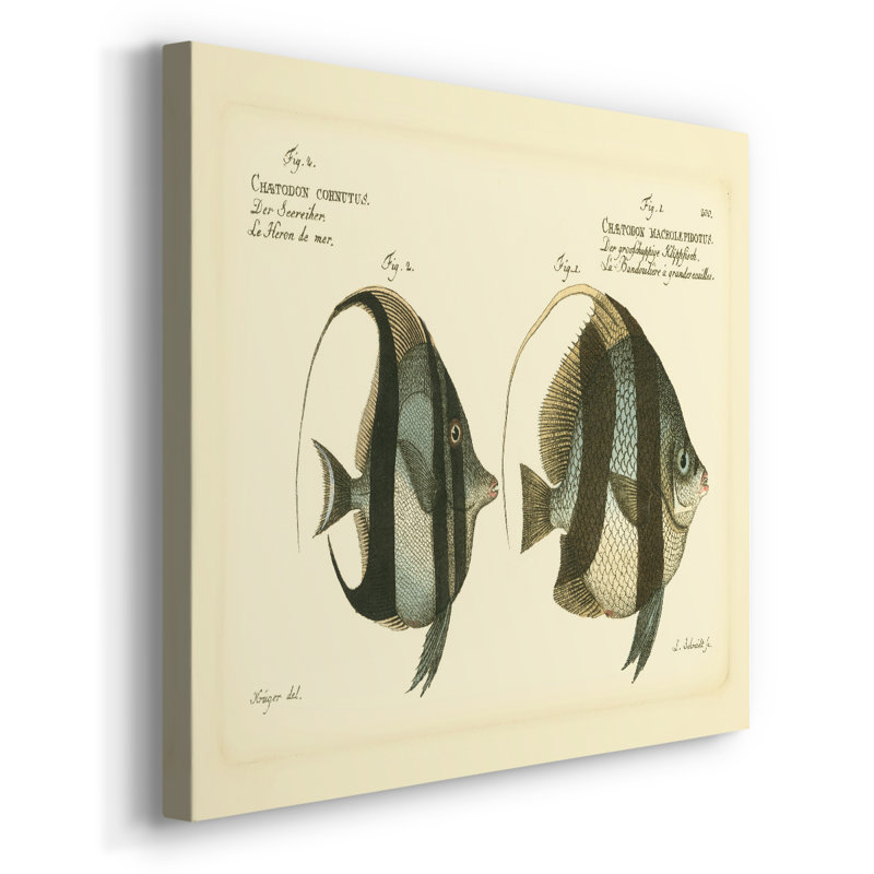 Bloch poisson antique I - galerie Cavas enveloppé, 18 x 27