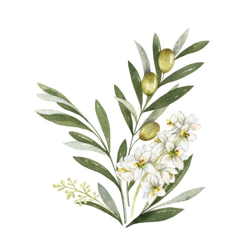 Bouquet Of Olive - Wrapped Canvas Print, 51cm H x 51cm W x 3.8cm D