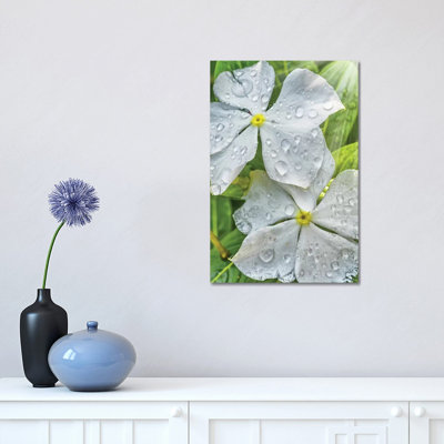 Water Drops On A White Flower - Wrapped Canvas Print