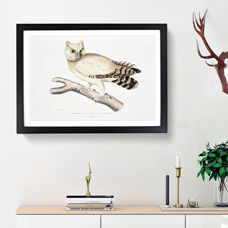 Coromandel Owl by John Edward Gray - Picture Frame Painting Print, Black Framed, 62cm H x 87cm W x 2cm D