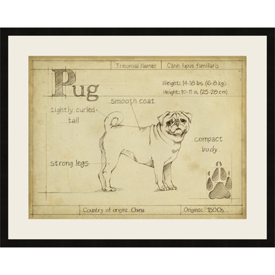 " Antique Pug "