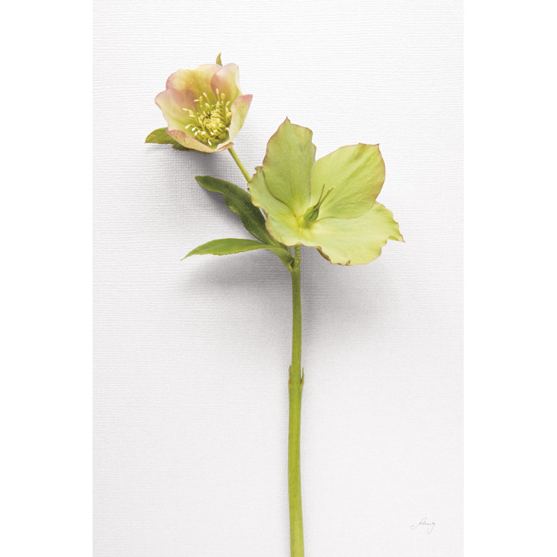 Hellebore Study II, H 12 po x l 8 po x P 1,25 po