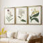 Antique Botanical Collection VII - reproduction sur mesure encadrée de qualité supérieure - 3 pièces-1991691645-1991691634