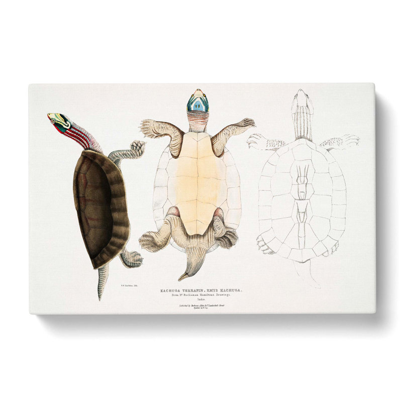Kachuga Terrapin Illustrations by John Edward Gray - Wrapped Canvas Painting, 35cm H x 50cm W x 3cm D