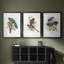 Gould Tropical Birds I - Impression personnalisée de qualité supérieure avec cadre mat - 3 pièces-1256357243