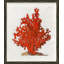 Red Coral Illustration II Giclee Print by Soicher Marin Archives