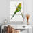 Brampt Perched Budgerigar-108612645