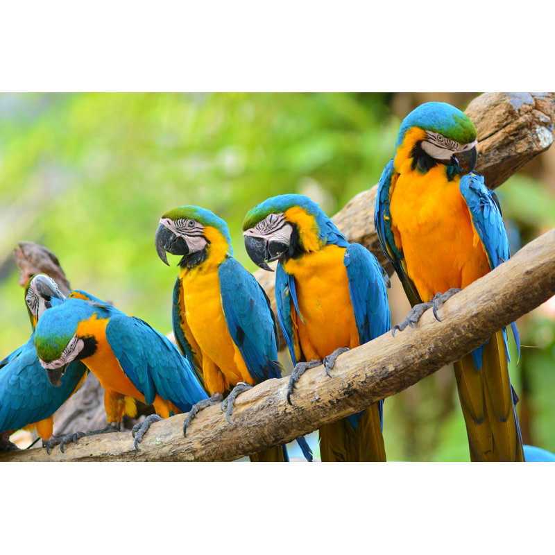 Macaw par Thawats - Photographie sur toile tendue, L 30 po x H 20 po