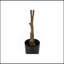Plante artificielle, 52 po de hauteur, hévéa, intérieur, faux, faux, plancher, verdure, pot, véritable touche, décoratif, feuilles vertes, pot noir