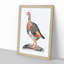 A Partridge by Johan Teyler - Framed Print-55450957-55450956