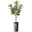 Arbre artificiel en fleur noire et blanche-104345535