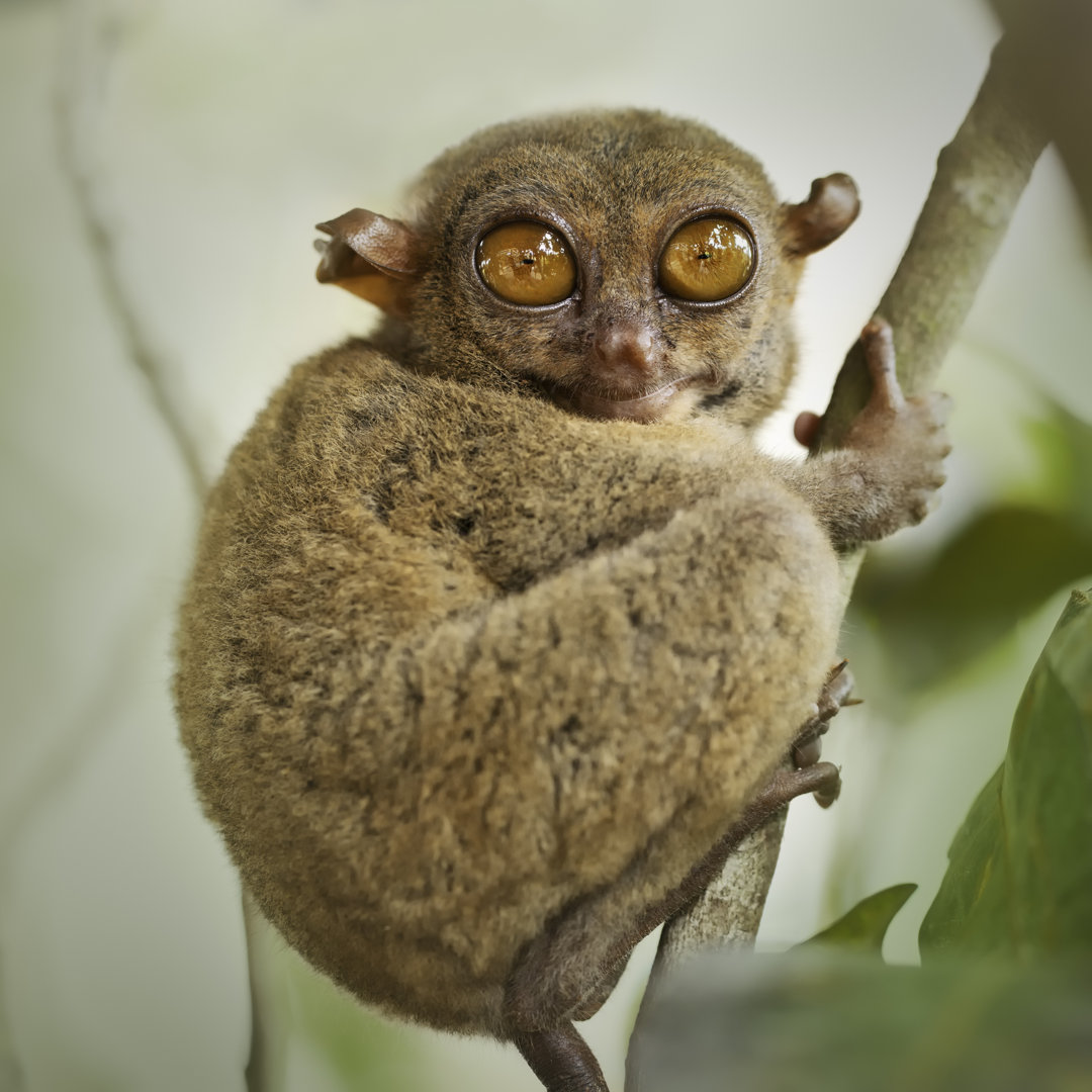 Philippinischer Tarsier von LordRunar - Kunstdrucke auf Leinwand ohne Rahmen