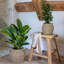 Pot Planter