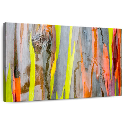Eucalyptus Harnek exotique