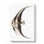 Chaetodon Fish by George Shaw - Wrapped Canvas-55304175