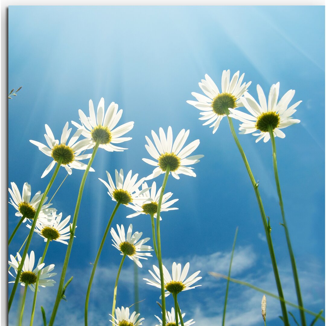 Gerahmtes Leinwandbild Daisies Against the Sky