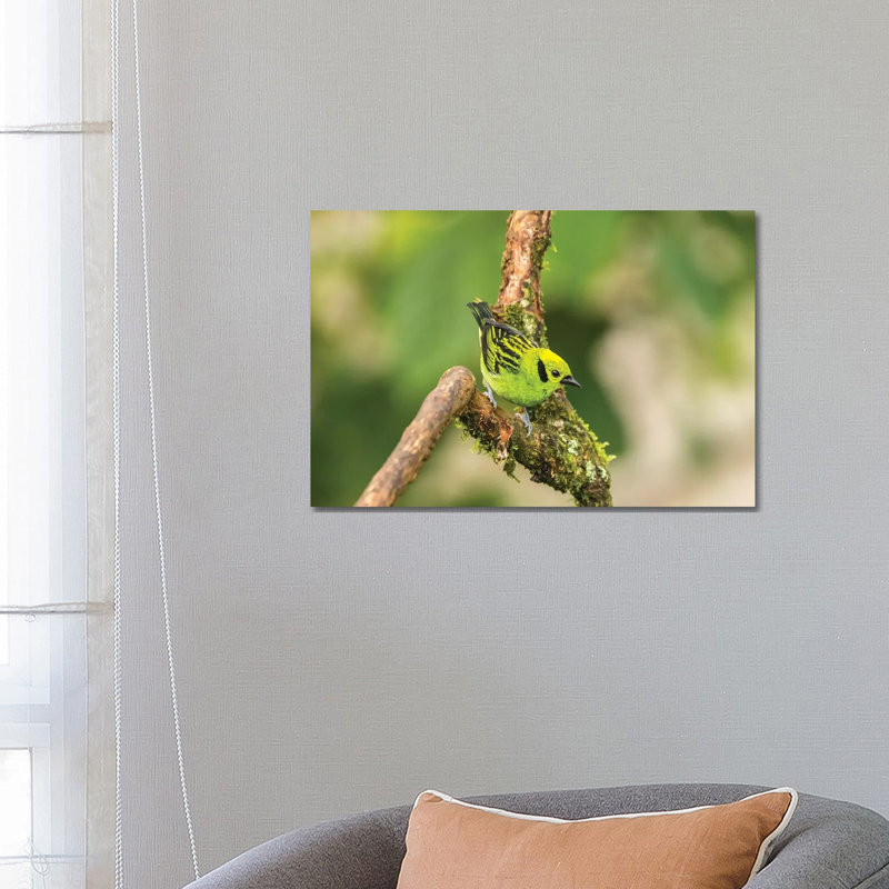 Costa Rica, La Paz River Valley. Captive Emerald Tanager In La Paz Waterfall Garden. by Jaynes Gallery - Wrapped Canvas Print