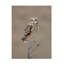 Courte chouette sur toile-773501351