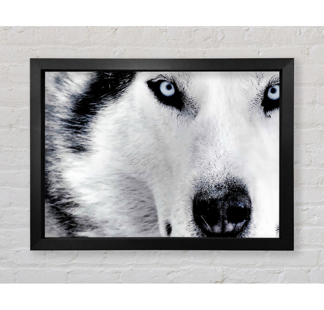 Siberian Husky Eyes - Einzelner Bilderrahmen Kunstdrucke