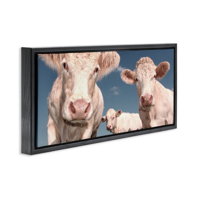 Trois vaches