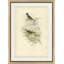 Curruca Atricapilla Print