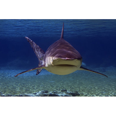 Big Shark Underwater - Wrapped Canvas Print