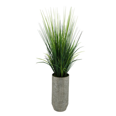 Marais en pot