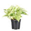 Live Marble Queen Pothos Plant-49662260