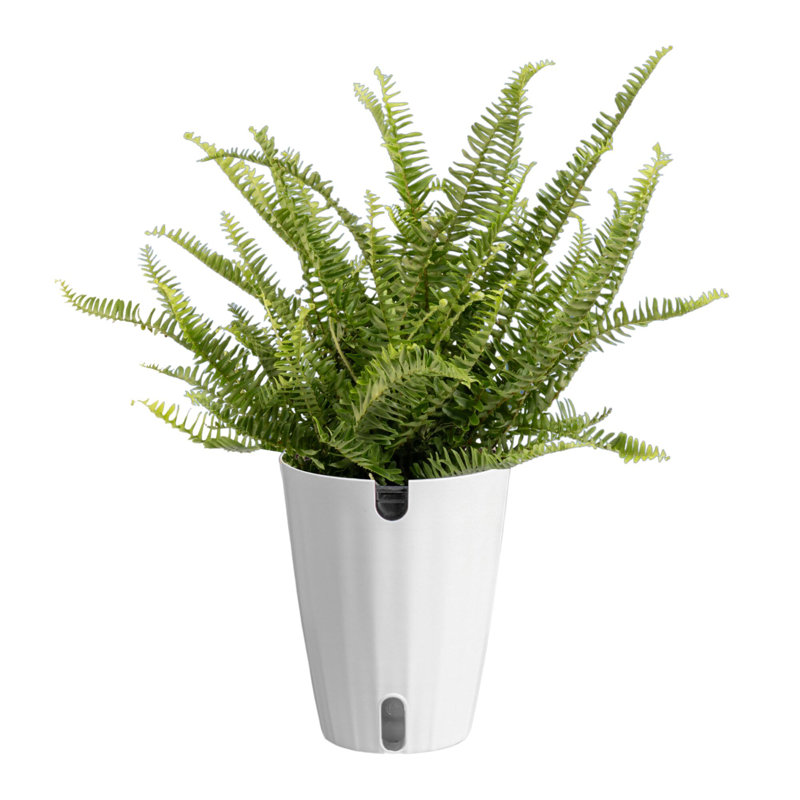 Fern in Décor Planter