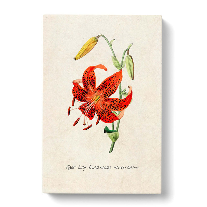 Illustration Of A Tiger Lily Flower - Wrapped Canvas Painting, 50cm H x 35cm W x 3cm D