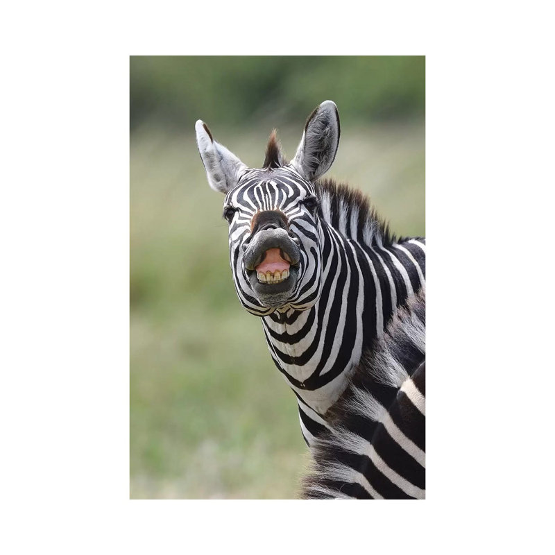 Smiling Zebra 1 Piece Wrapped Canvas Wall Art, 30.48cm H x 20.32cm W x 1.9cm D