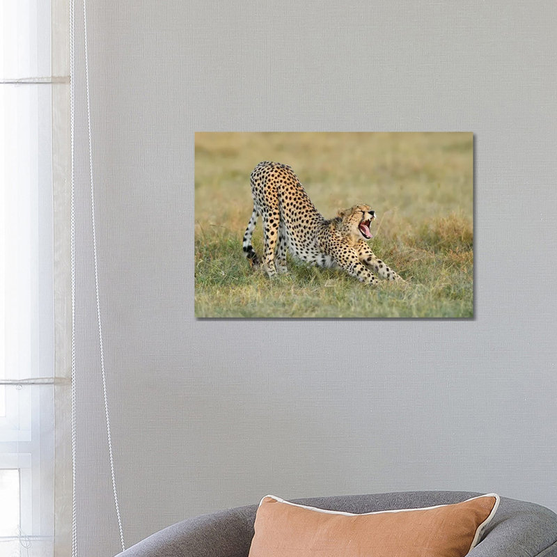 Steaching Cheetah by Elmar Weiss - Wrapped Canvas Print, 66.04 cm H x 45.72 cm W