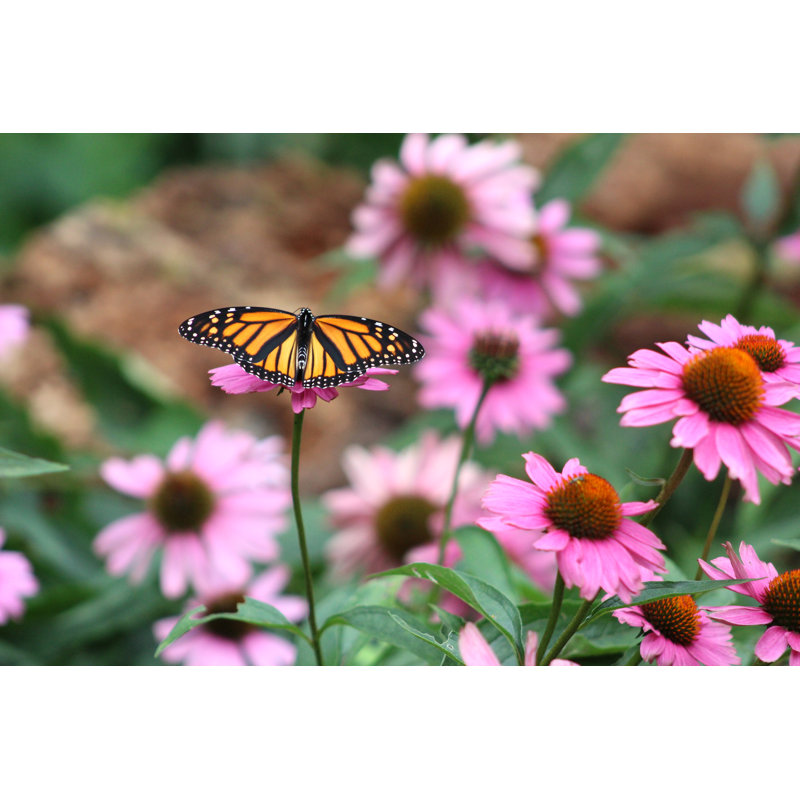 Felda Monarch Butterfly by Db_beyer - Wrapped Canvas Print, 30cm H x 46cm W 3.8cm D