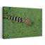 Young American Alligator In Duckweed. by Green Earth Collection - Wrapped Canvas Print-396641735
