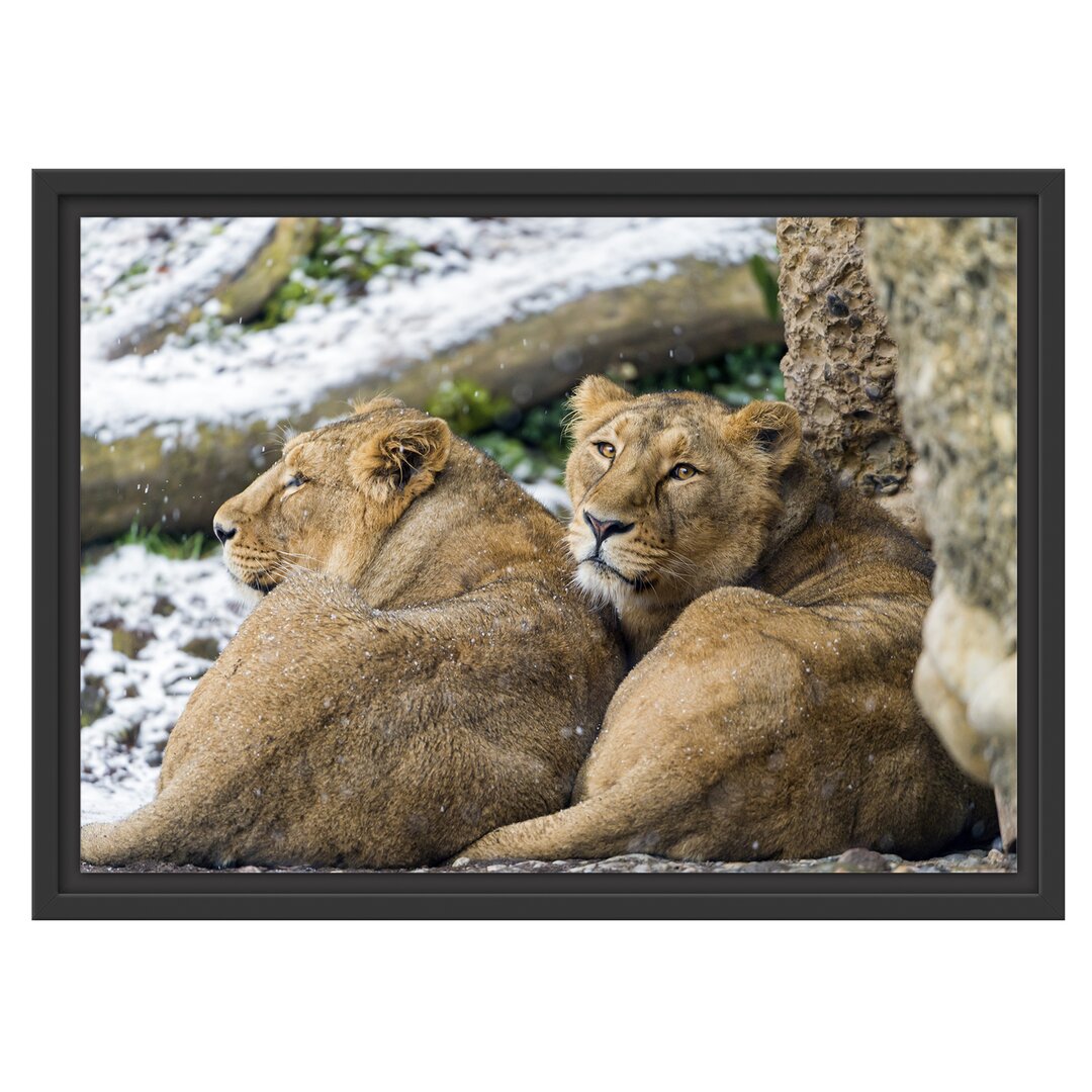 Gerahmtes Poster Sleeping Lionesses