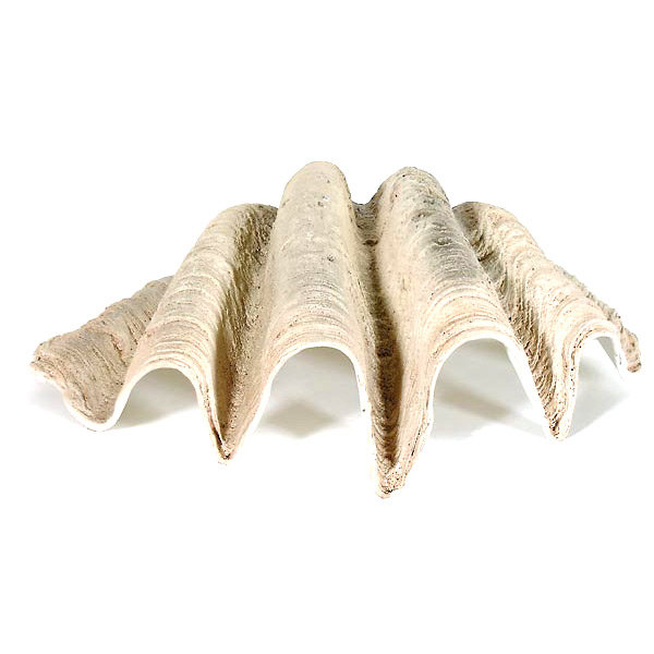 Grand coquillage
